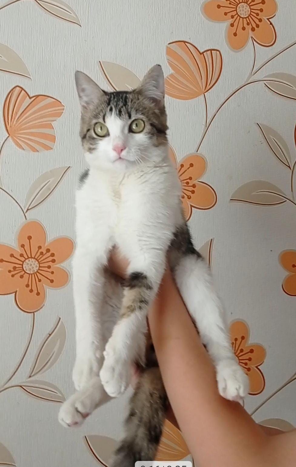 Пристраиваются молодые котик и кошечка!!!