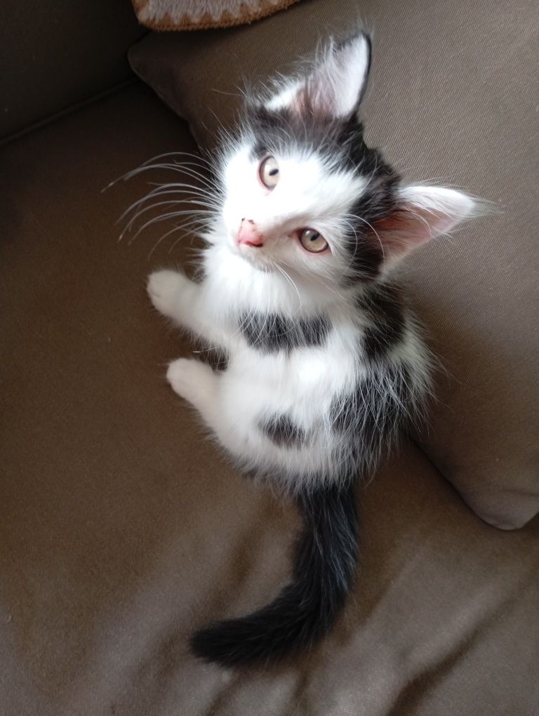 Отдам котят бесплатно