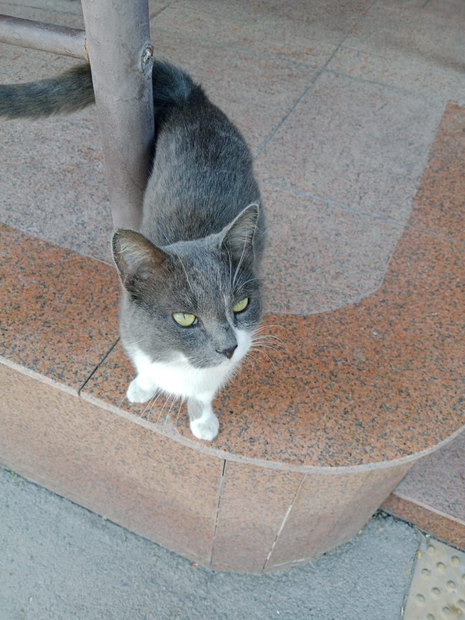 Ласковый котик ищет дом
