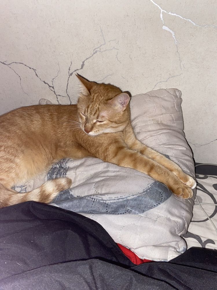 Отдам кошку в добрые руки