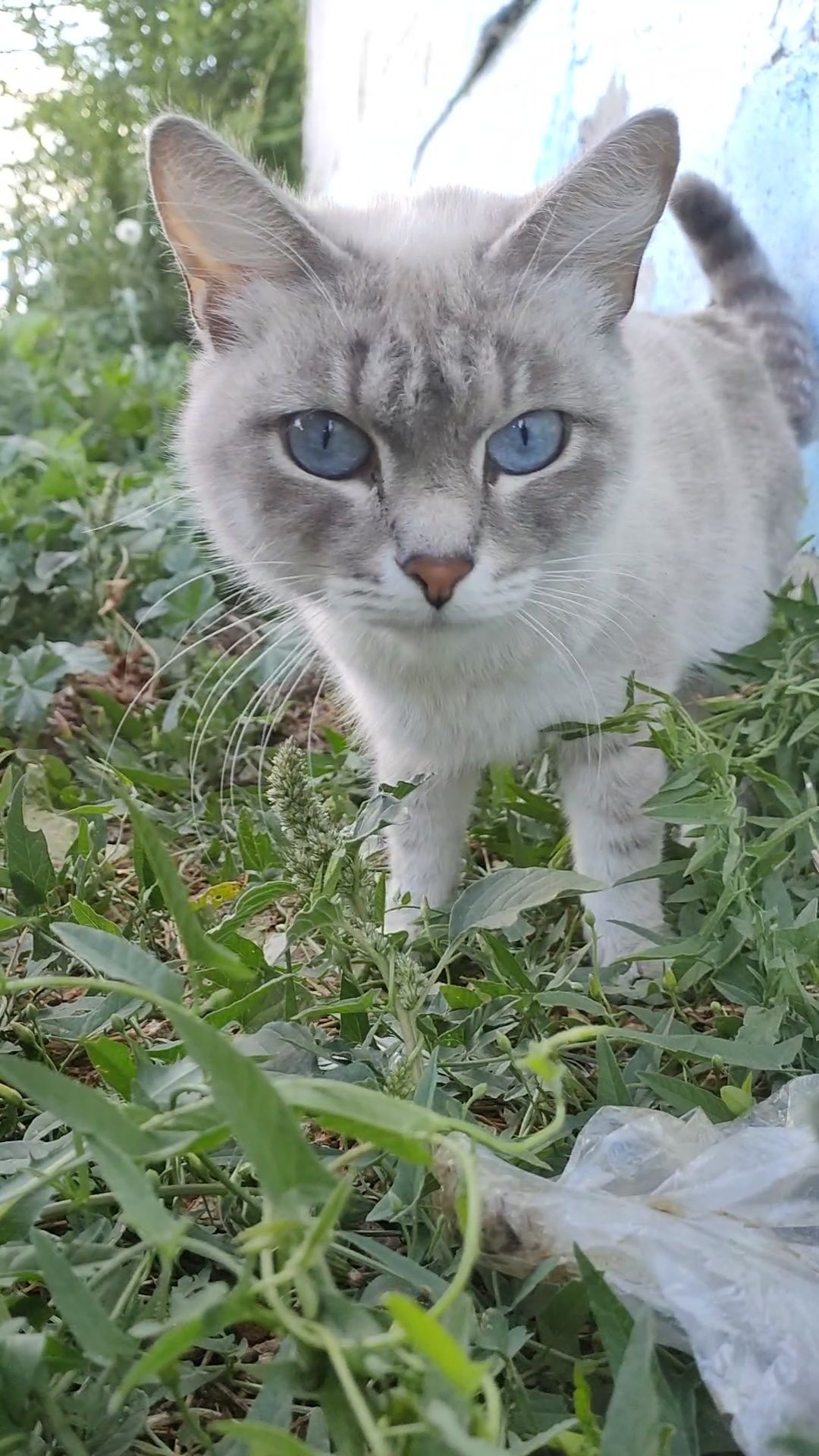 Кошечка, милая, молоденькая, полупородистая кошка