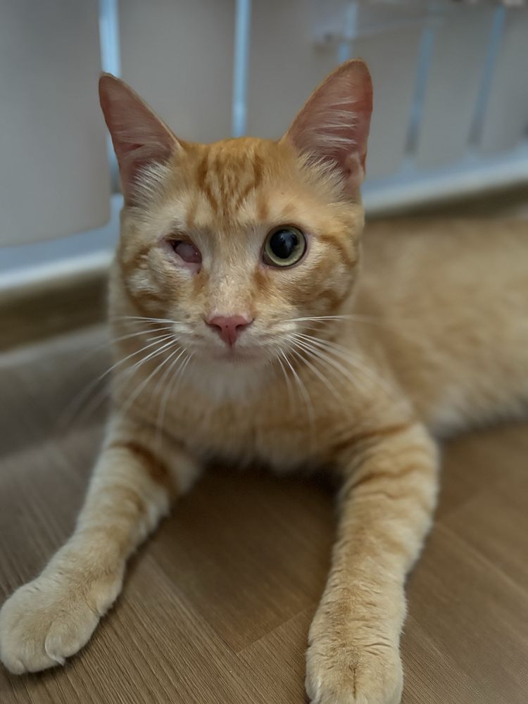 Особенный котик ищет дом
