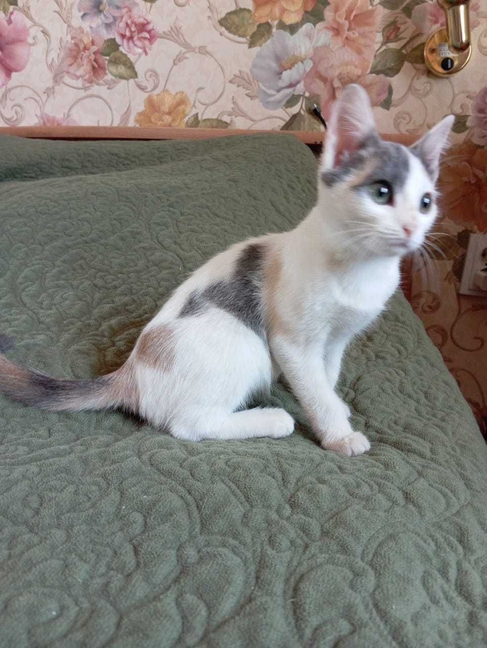 Котенок в новую семью