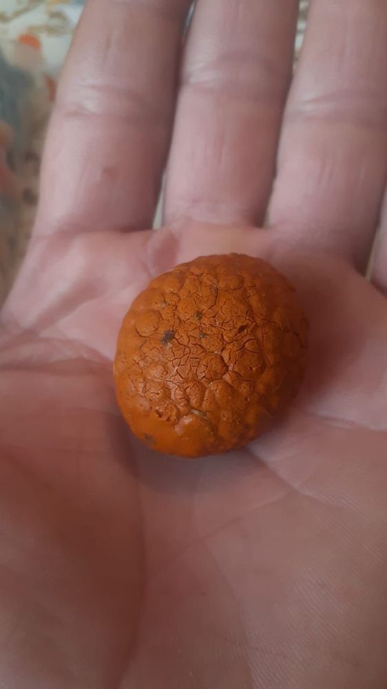 Желчный камень коровы