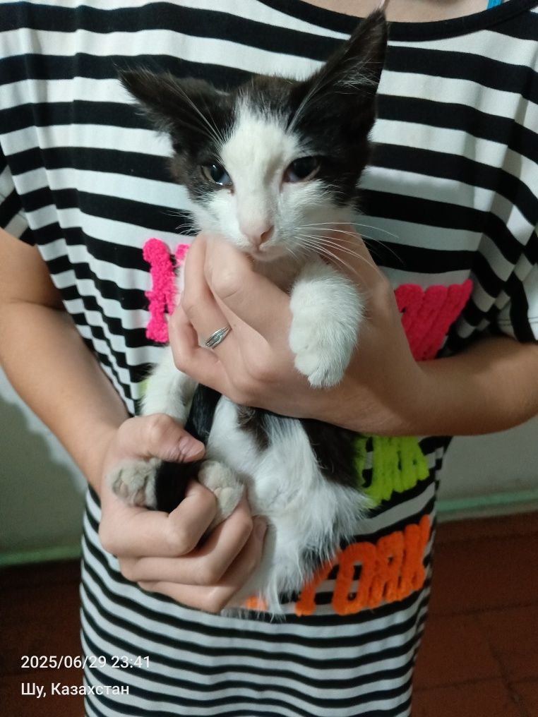 Отдам в добрые руки котят