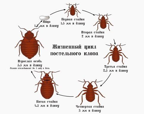 Дезинфекция! Обработка от клопов и тараканов и других насекомых!