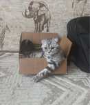Отдам кота