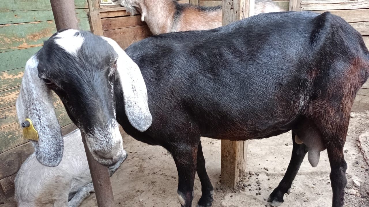 Продам козла и козу дойною