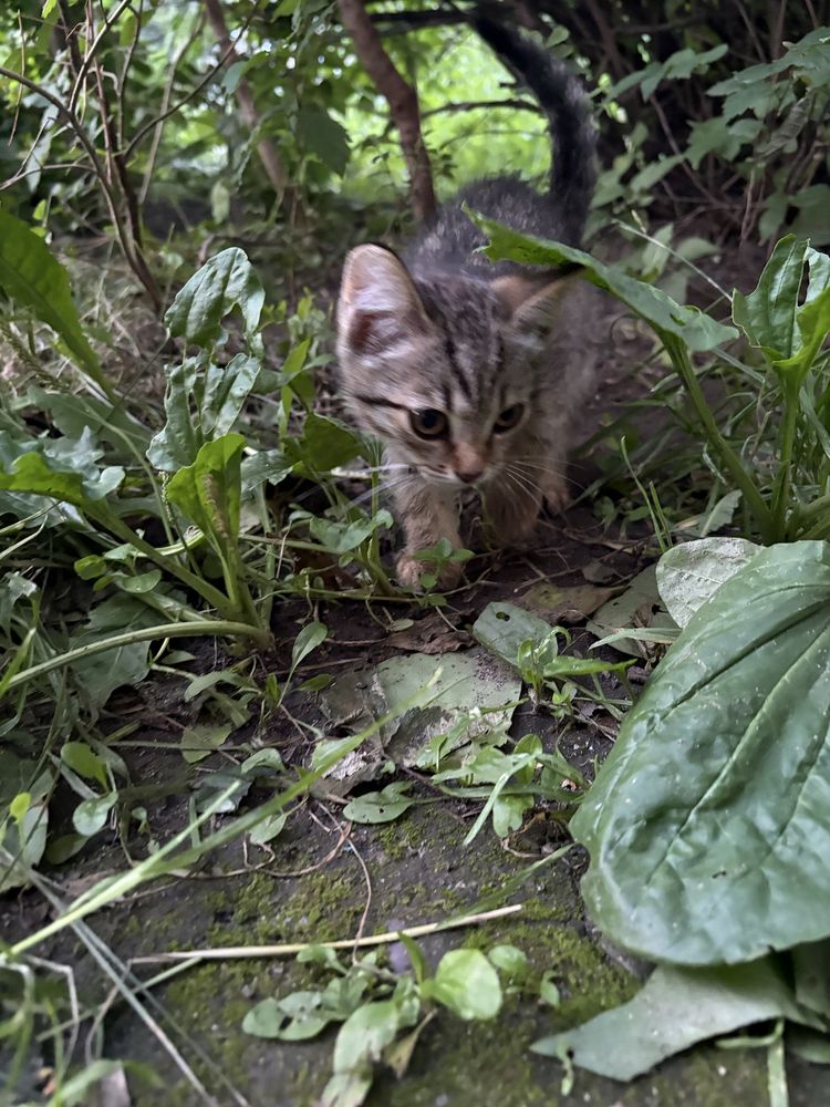 Котенок без породы
