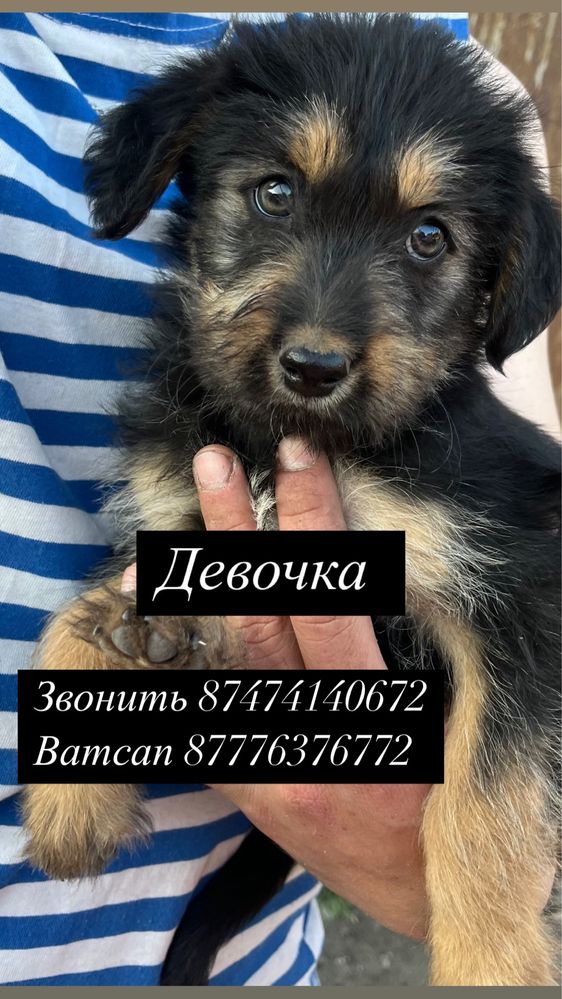 В добрые руки щенки