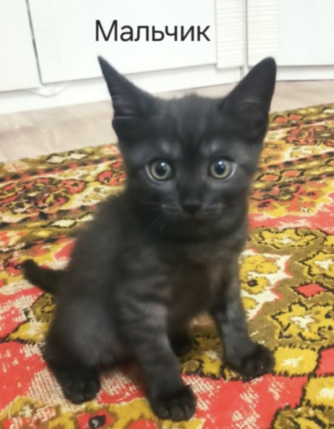 Котята в поиске своих людей