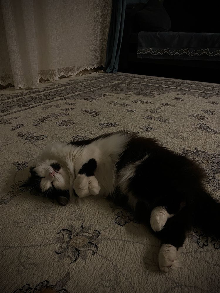 Отдам кошку в хорошие руки