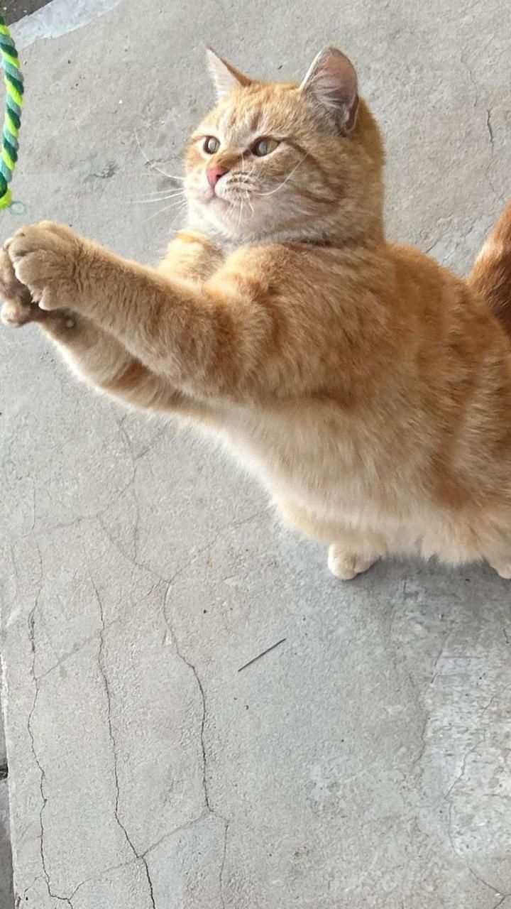Добрый руки домашние кошки