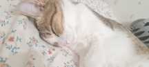 Отдадим кошку и кота