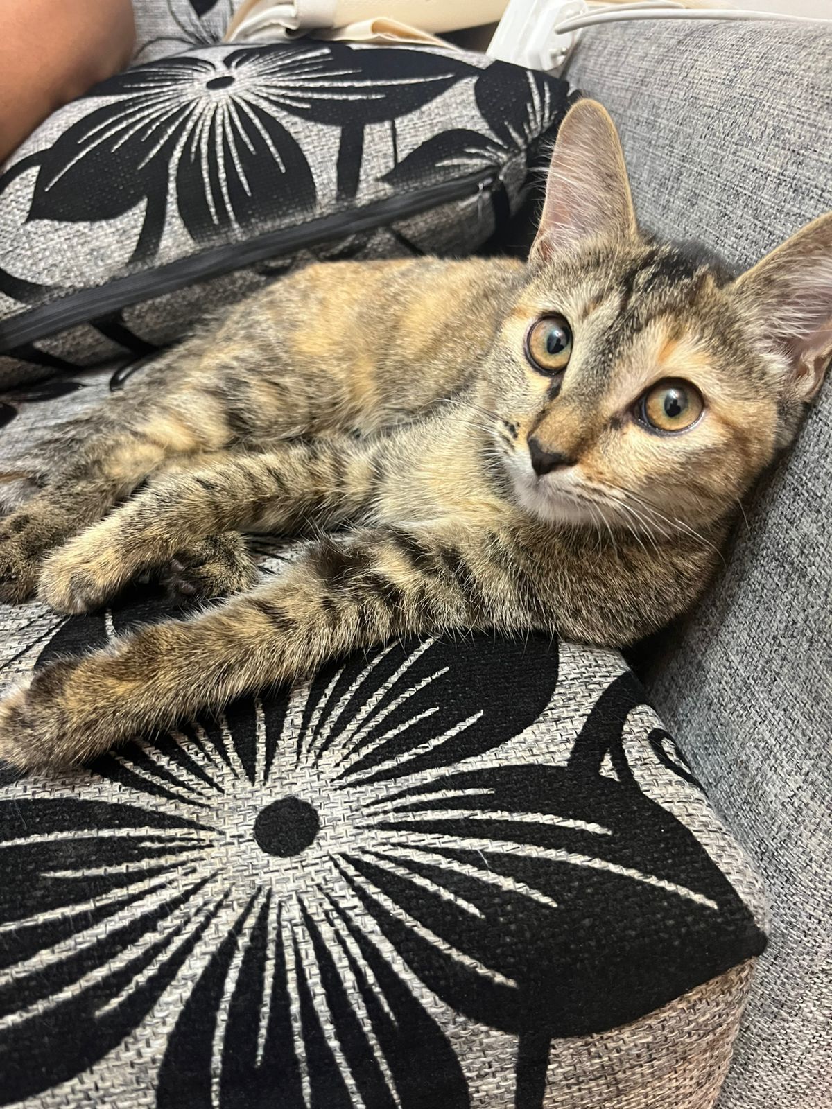 Бесплатно котенок