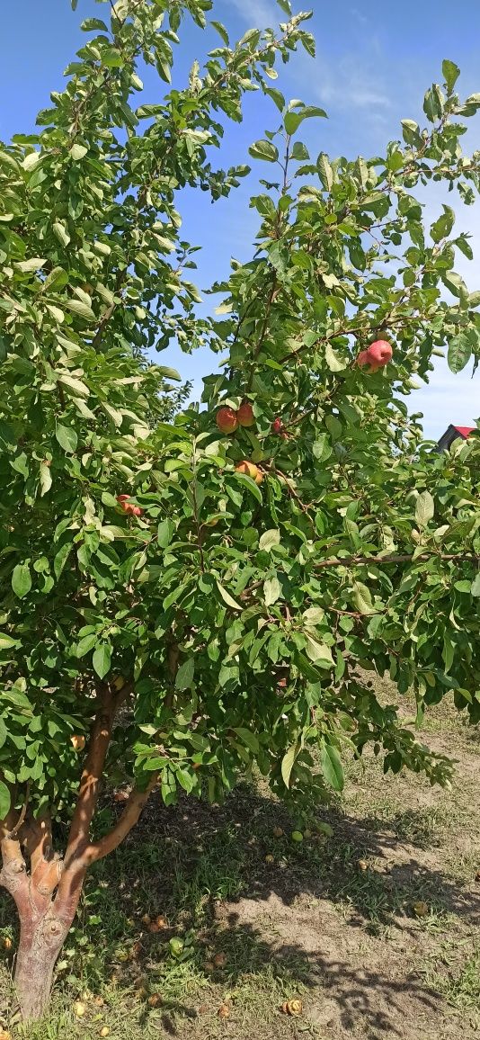 Продам данный участок в пос .Алмалы содовое общество Строитель