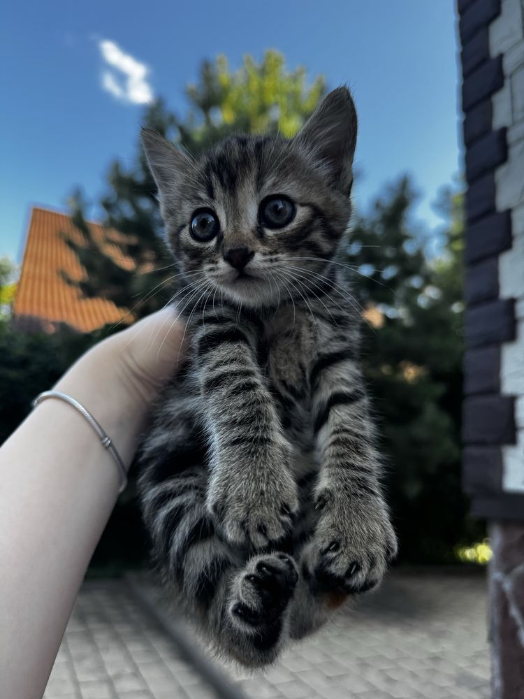 продам котят в добрые руки