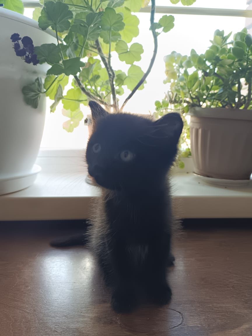 Котята. Приученные к лотку. Отдам даром