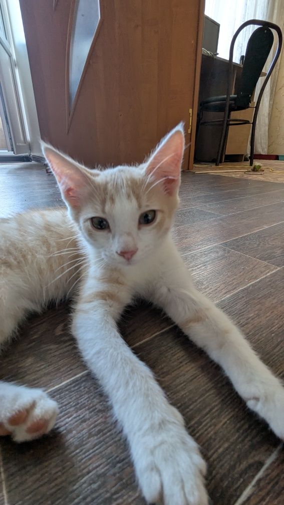 Котенок ищет дом.