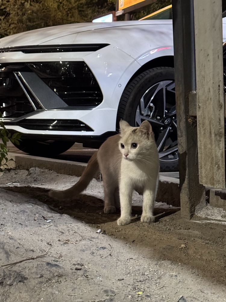 Найден Белый Котик