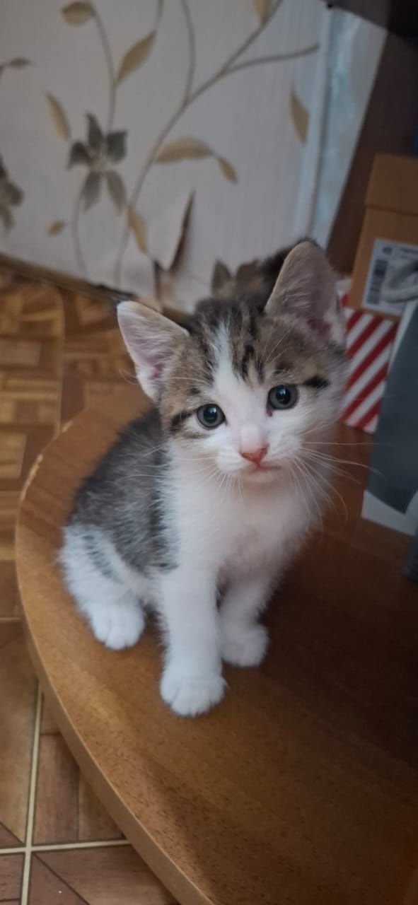 Отдам котят в добрые руки