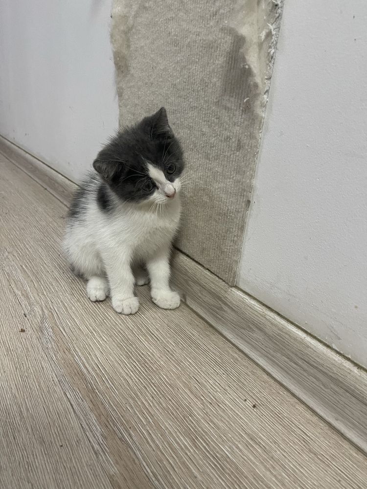 Котенок ищет добрые руки!