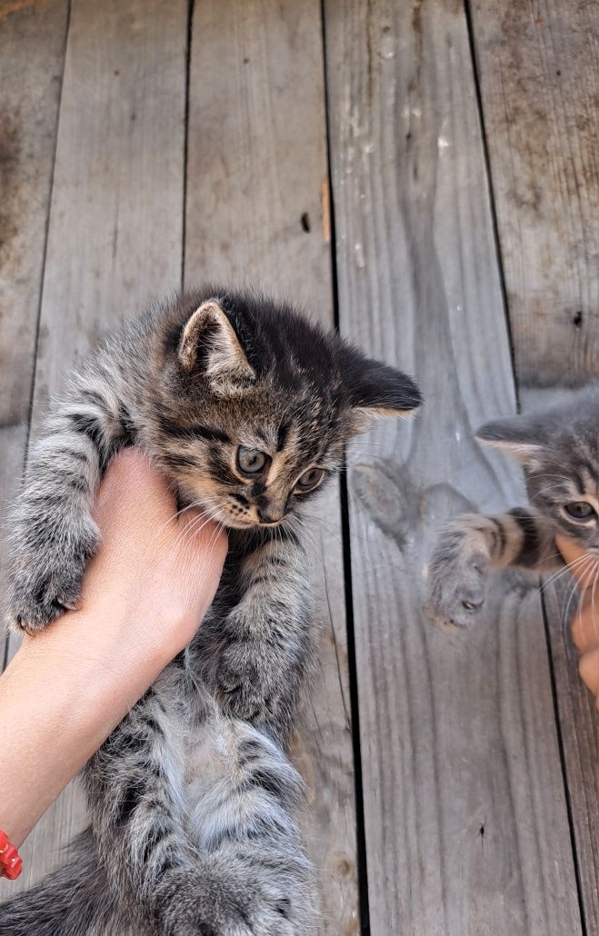 Котята мальчики 1,5 мес