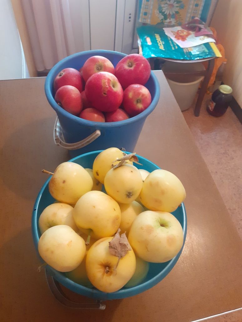 Продам вишню, сливы, яблоки