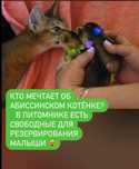 Раннее бронирование малышей от мировых чемпионов
