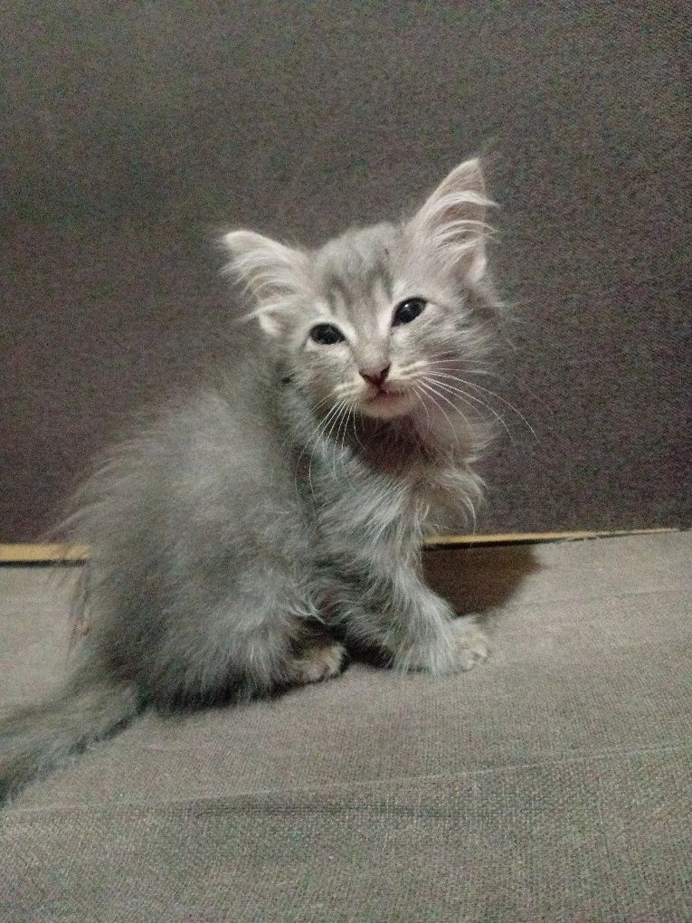 Котята в надёжные добрые руки