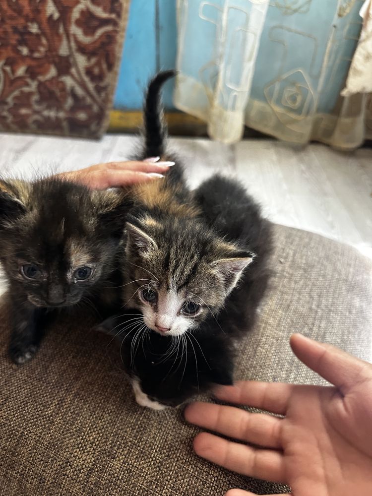 Котятки хорошие разноцветные