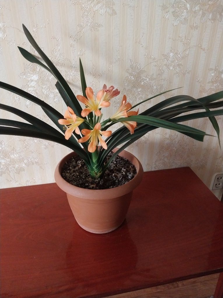 Продам комнатный цветок  Кливию