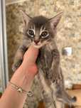 Котята В Хорошие Руки Мать Чаузи