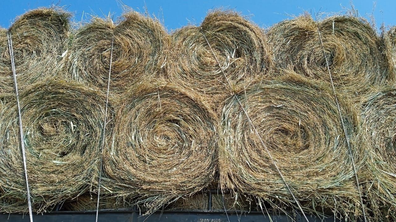 Сено жонокша жонокша