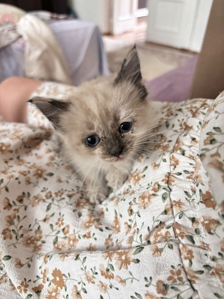 Возьмите у нас котят, пожалуйтса