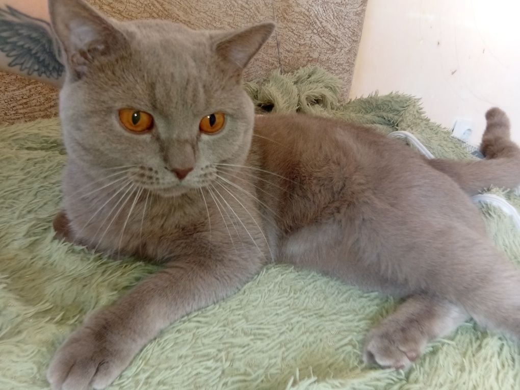 Кот британец чистокровный