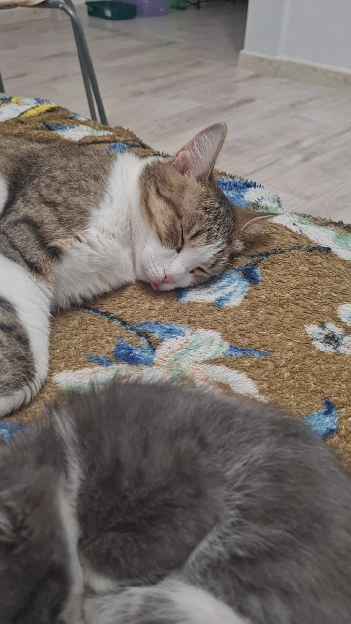 Отдадим кошку и кота