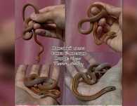 Маисовый полоз  Морфа: Hypo Tessera Motlley