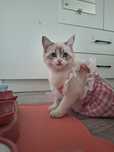 белый милый котенок