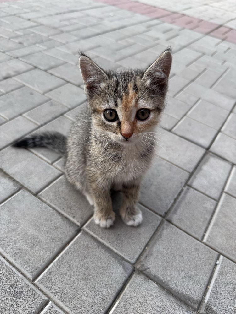 котенки,2 девочки