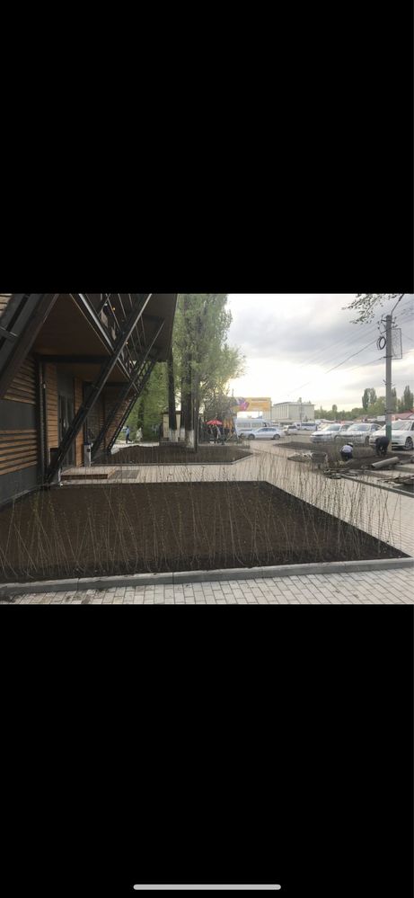 Живой изгородь бирючина лигустра саженцы