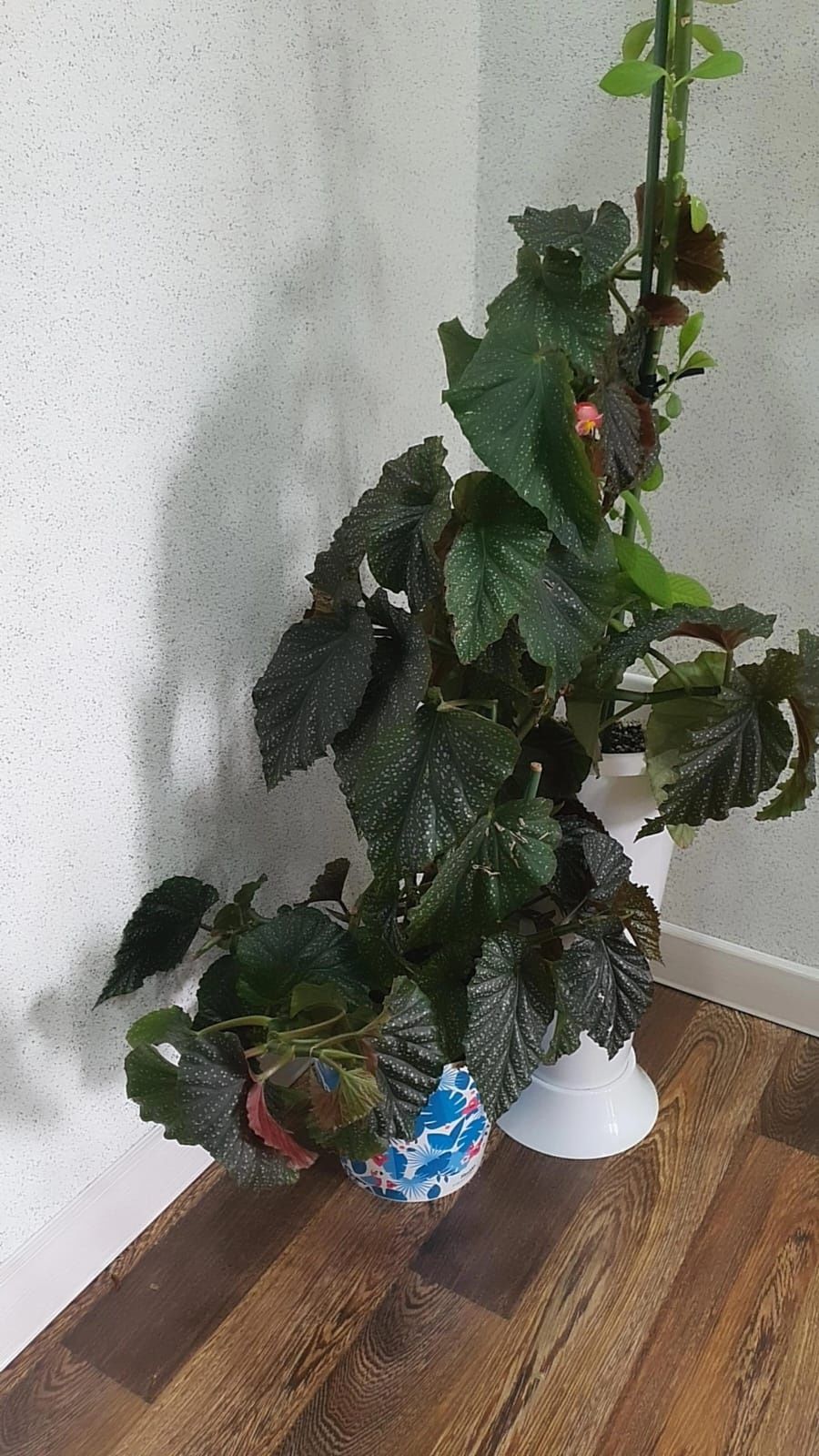 Продам комнатные цветы
