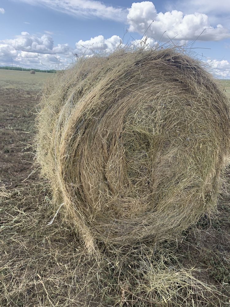 продам сено рулон