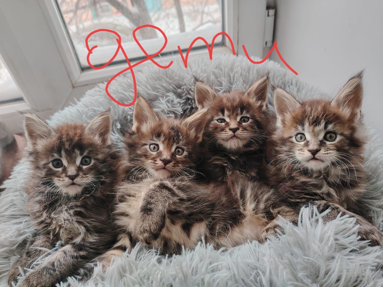 Вязка Мейн кун  кот развязан 24000