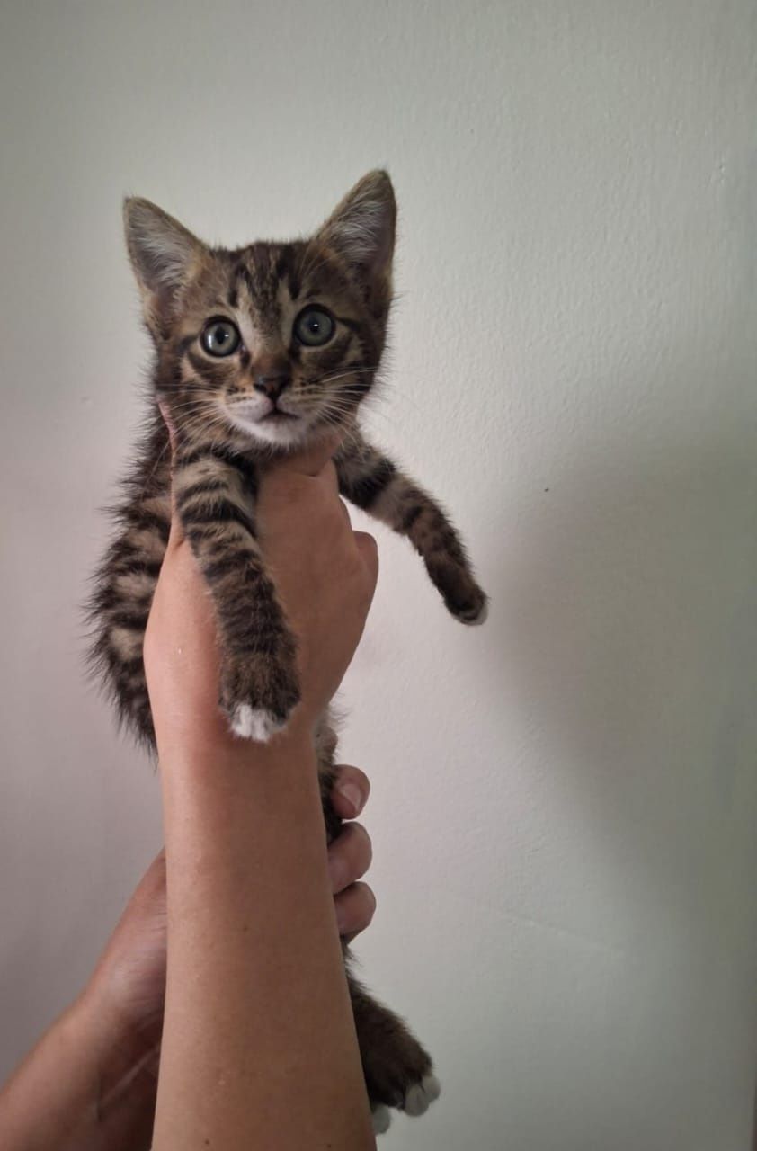 Отдам котёнка в заботливые руки