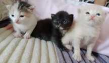 Котики отдам в добрые руки