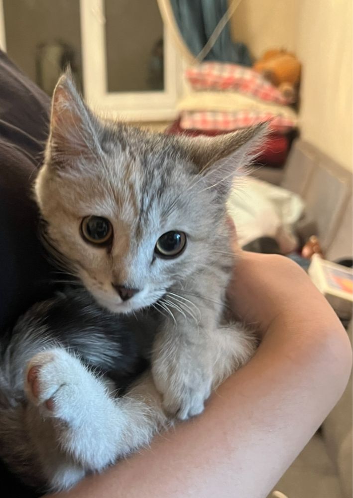 Котенок девочка серая