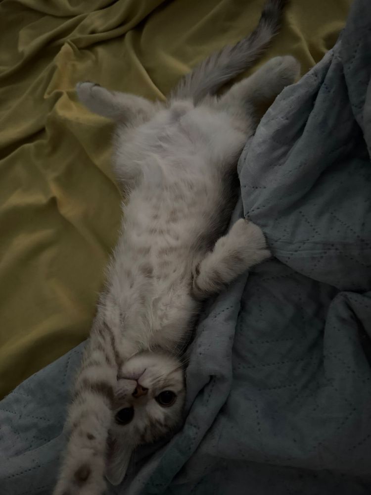 шотландский котенок