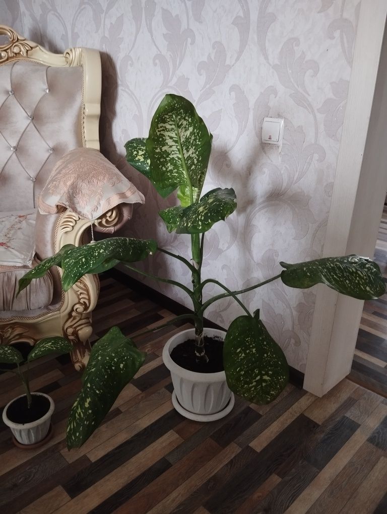 Комнатные цветы! Дифенбахия