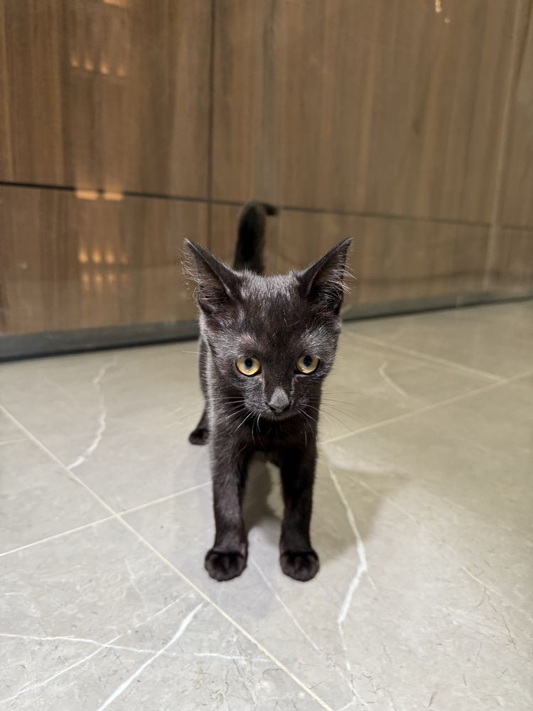 Котенок 3 месяца